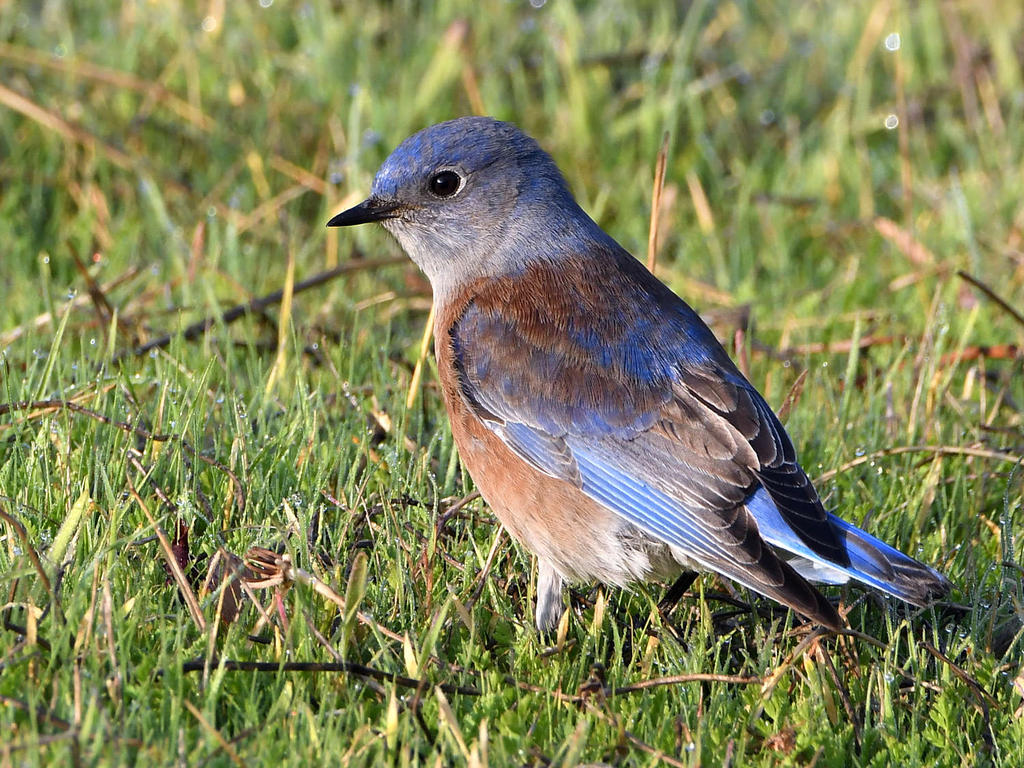 Bluebird.jpg