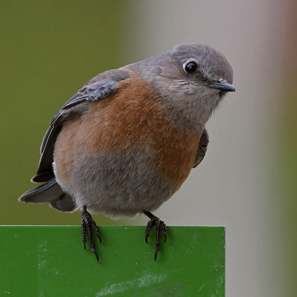 Bluebird.jpg
