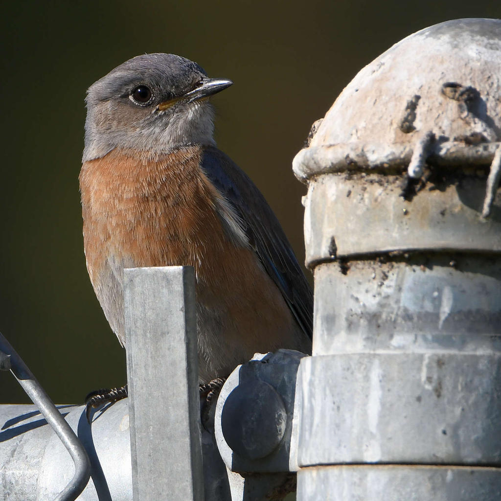 Bluebird.jpg