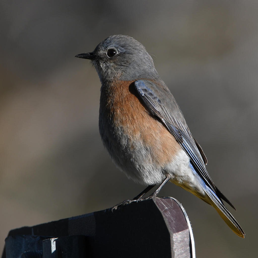 Bluebird.jpg