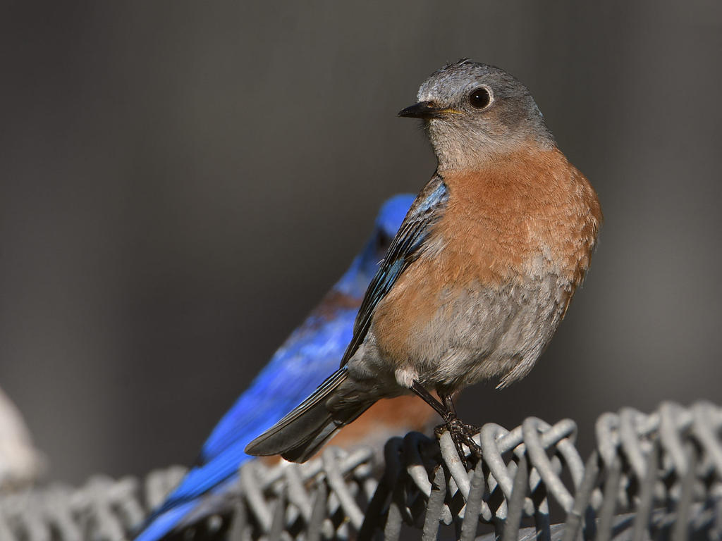 Bluebird.jpg