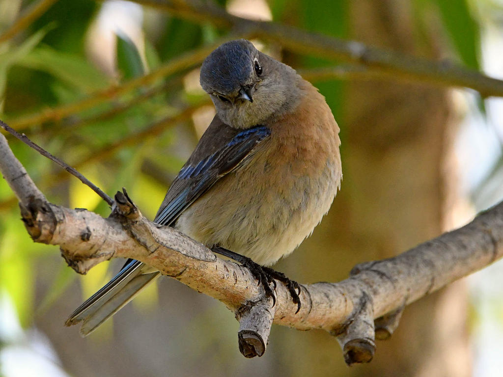 Bluebird.jpg