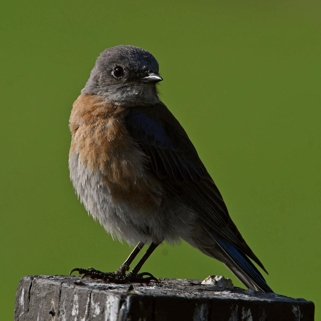 Bluebird.jpg