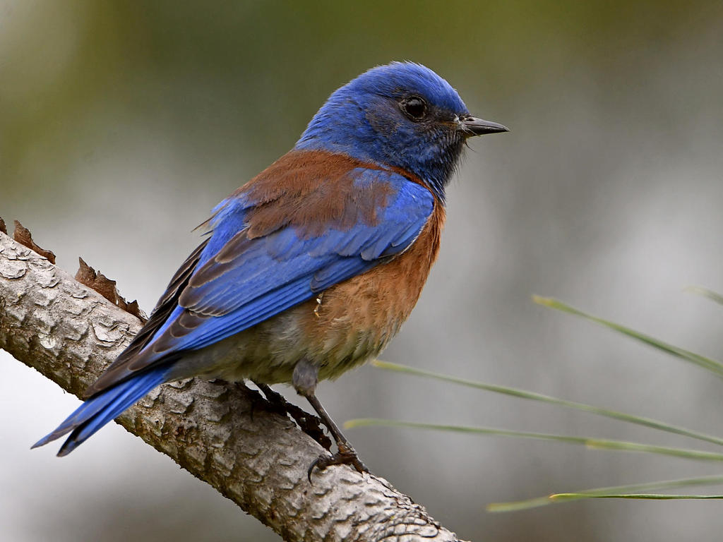 Bluebird.jpg