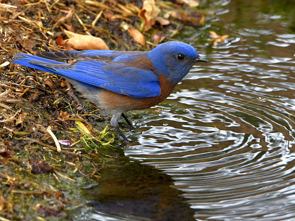 Bluebird.jpg