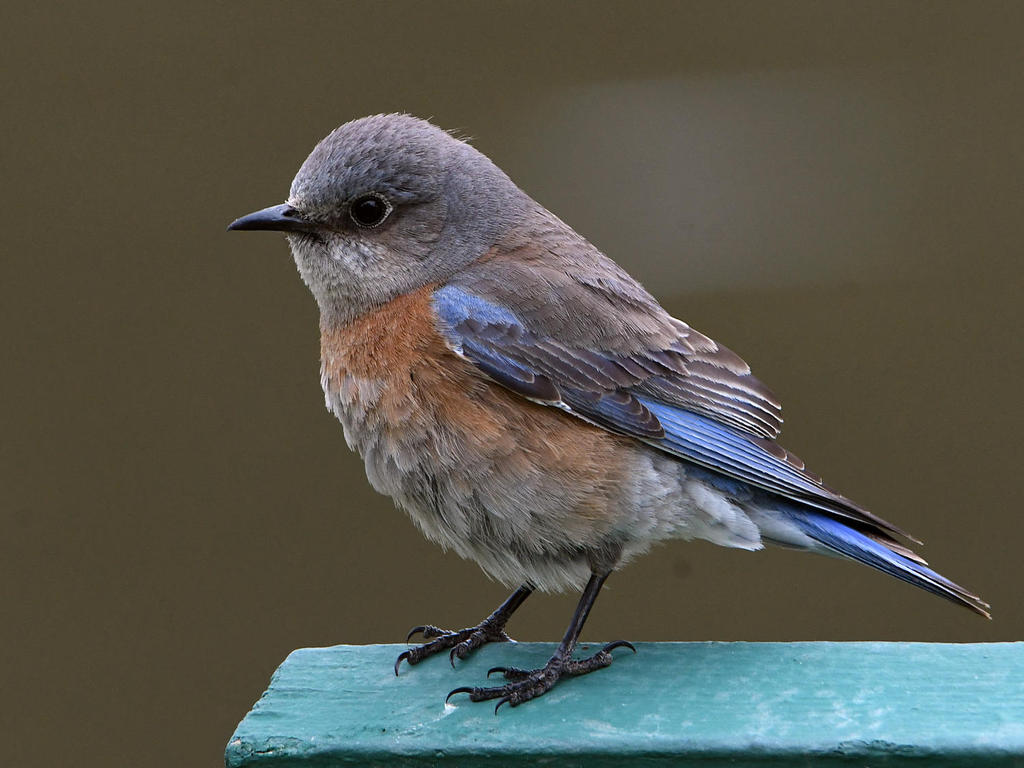 Bluebird.jpg