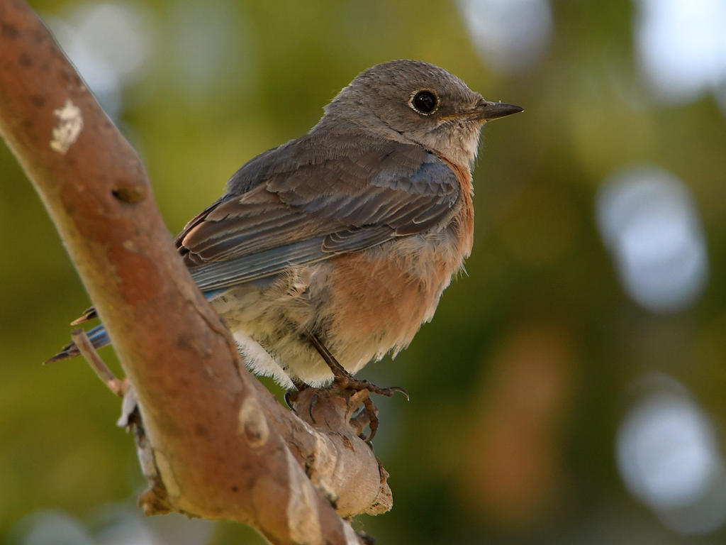 Bluebird.jpg