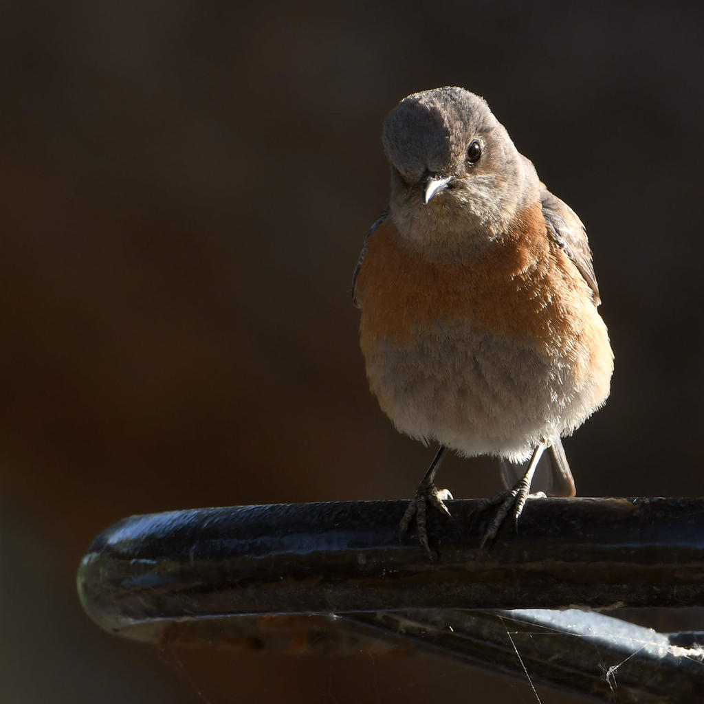 Bluebird.jpg