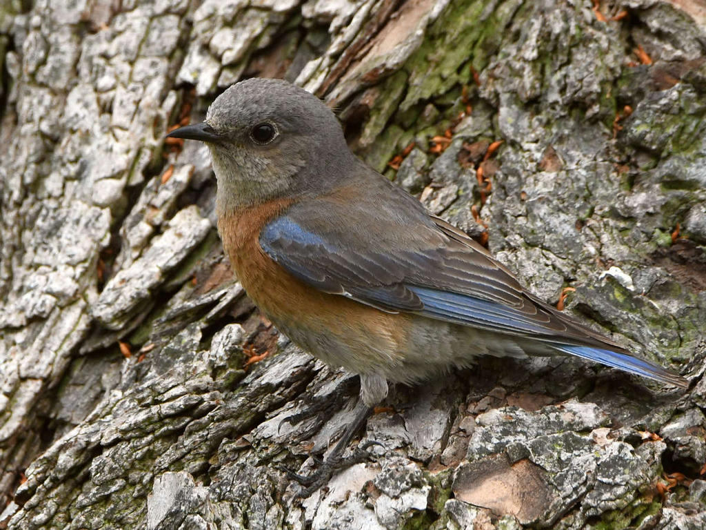 Bluebird.jpg