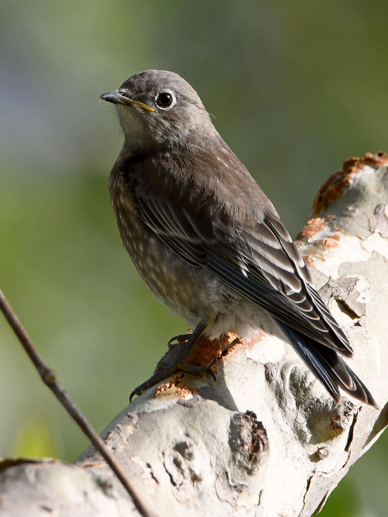 Bluebird.jpg