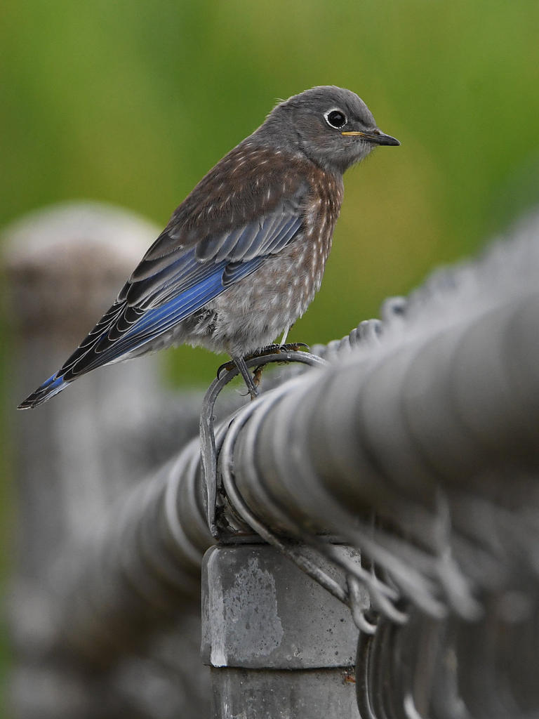 Bluebird.jpg