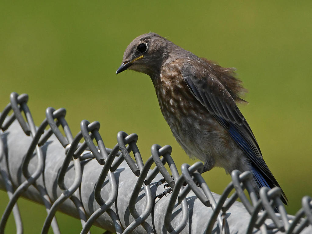Bluebird.jpg