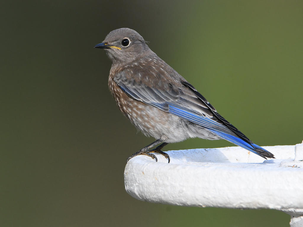 Bluebird.jpg
