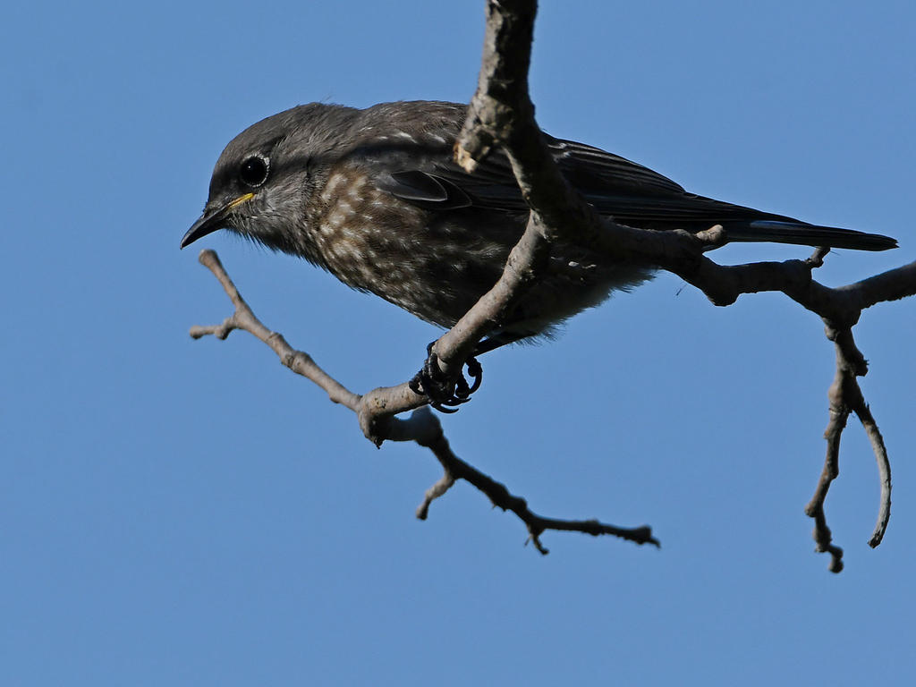 Bluebird.jpg
