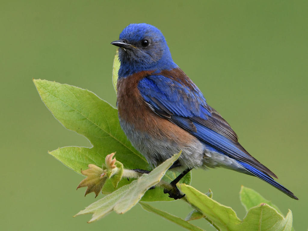 Bluebird.jpg
