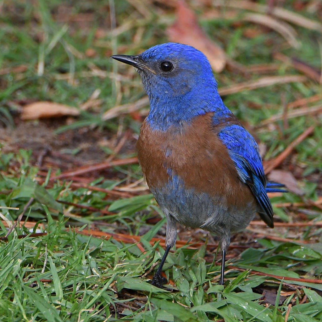 Bluebird.jpg