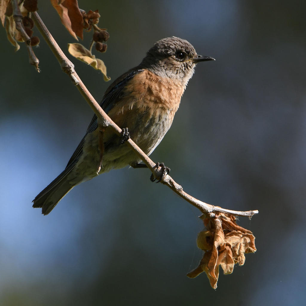 Bluebird.jpg
