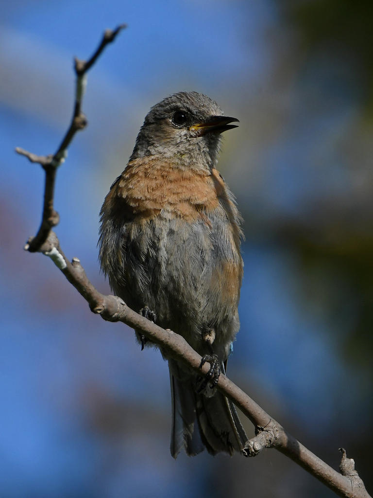 Bluebird.jpg