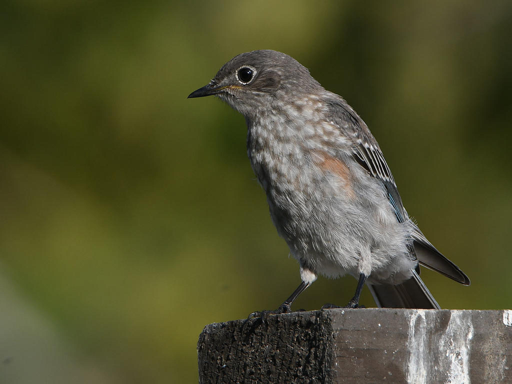 Bluebird.jpg