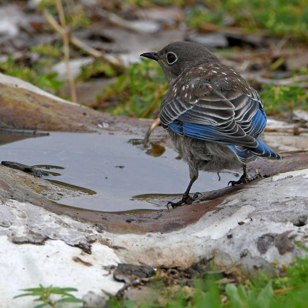 Bluebird.jpg