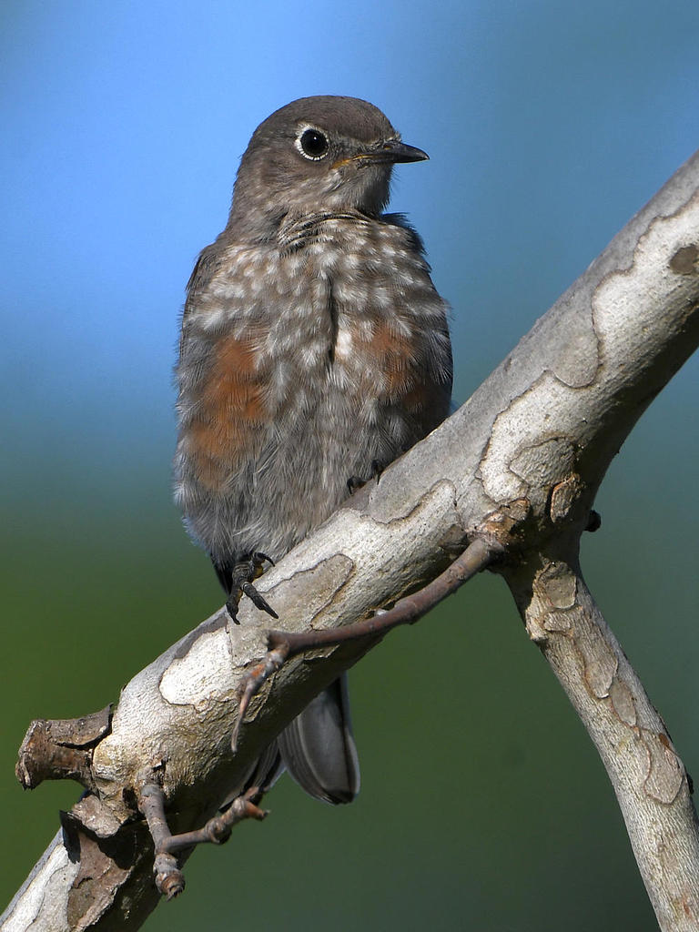 Bluebird.jpg