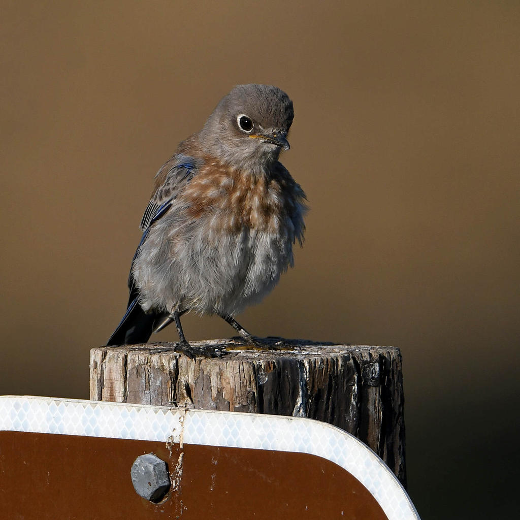 Bluebird.jpg