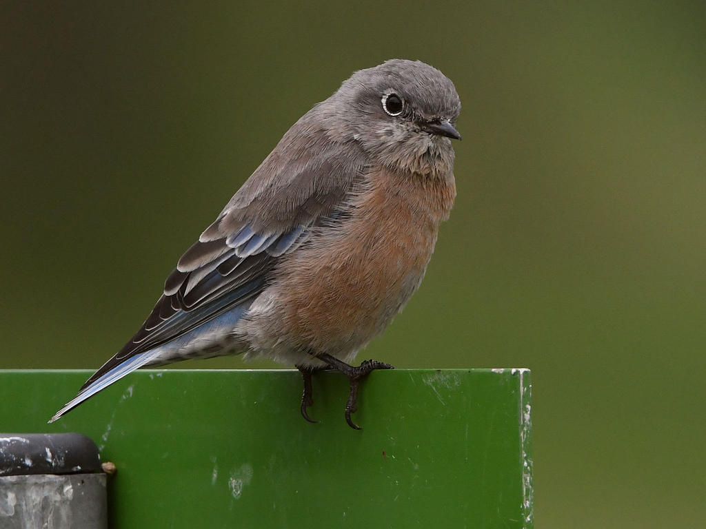 Bluebird.jpg
