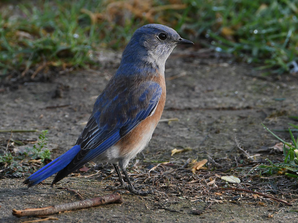 Bluebird.jpg