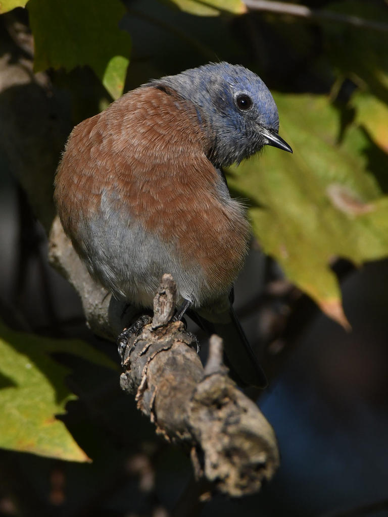Bluebird.jpg