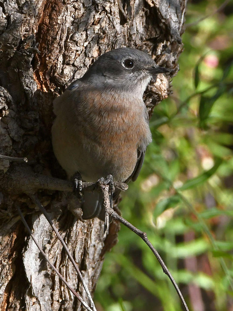 Bluebird.jpg