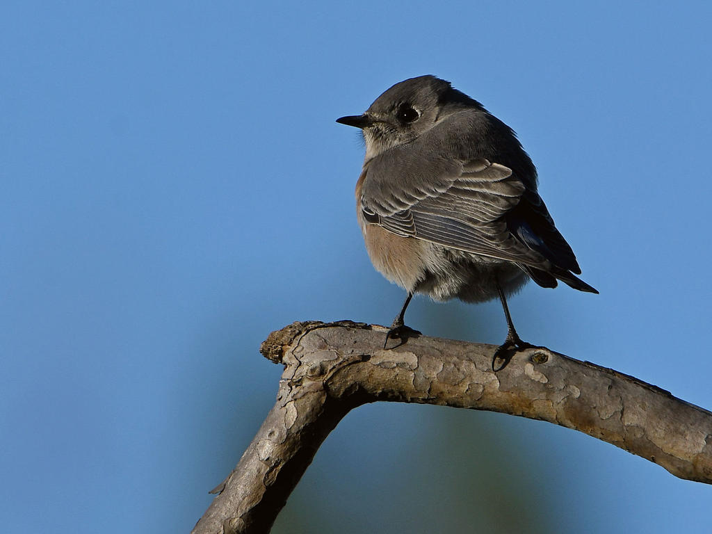 BlueBird.jpg