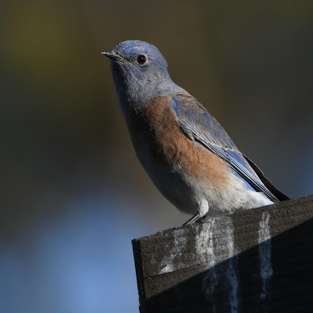 Bluebird.jpg