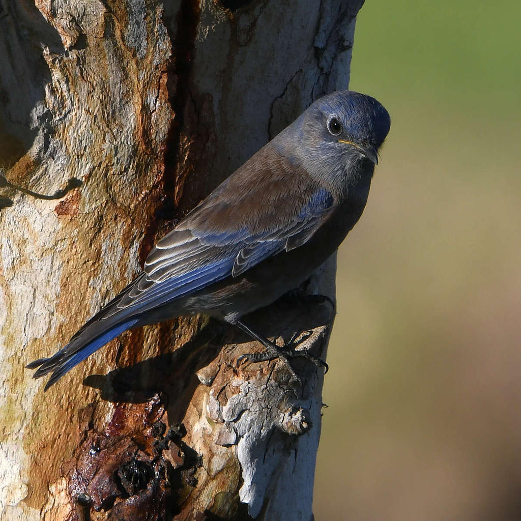 Bluebird.jpg