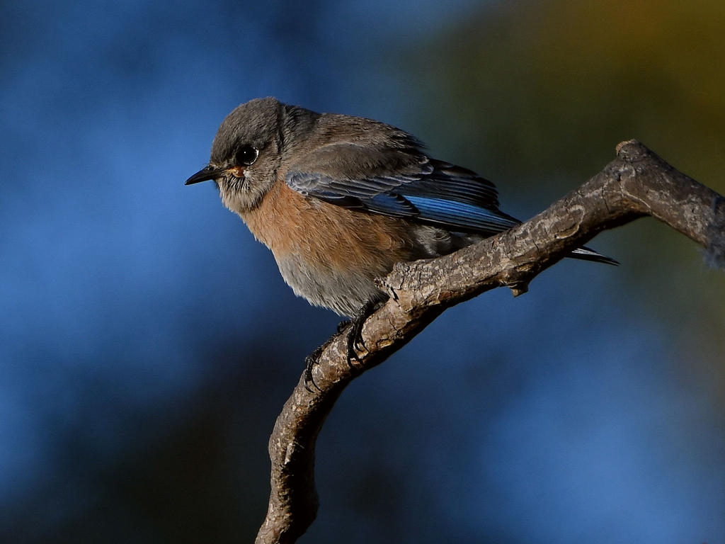 Bluebird.jpg