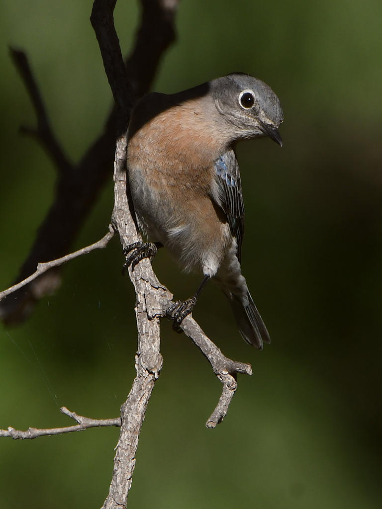 Bluebird.jpg