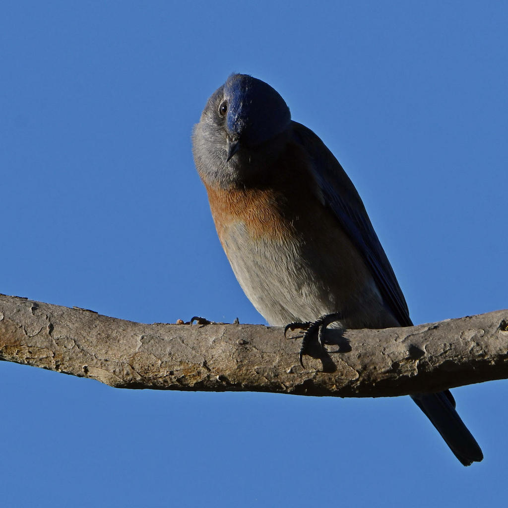 Bluebird.jpg