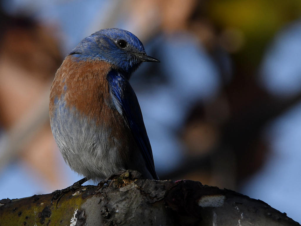 Bluebird.jpg