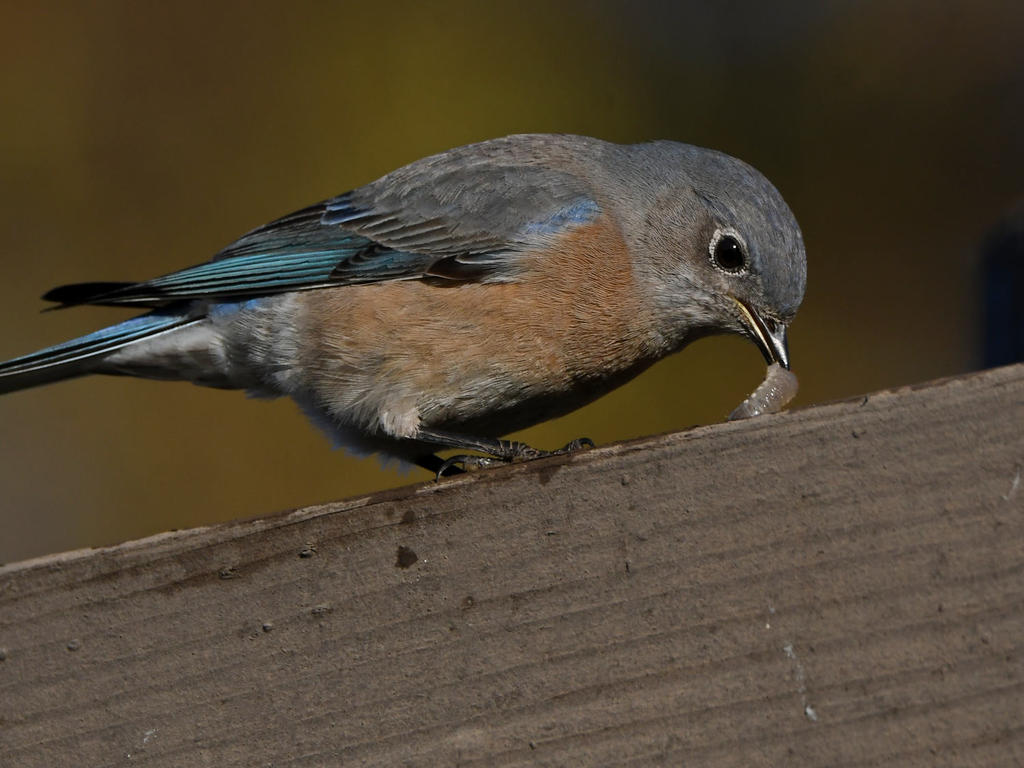 Bluebird.jpg