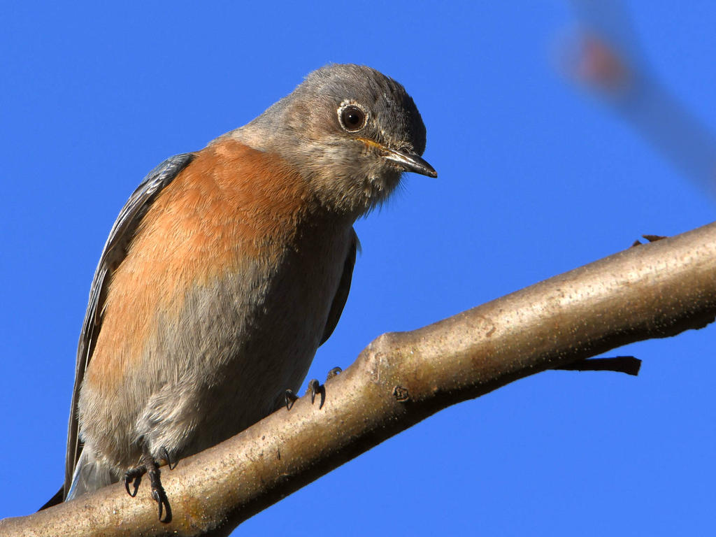 Bluebird.jpg