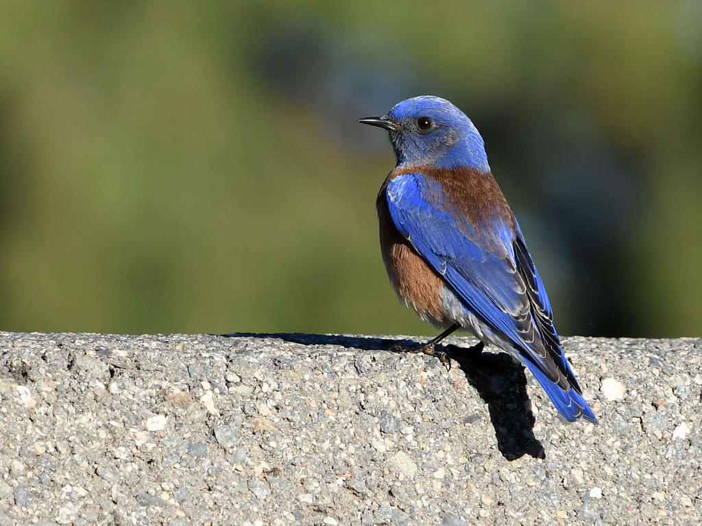 Bluebird.jpg