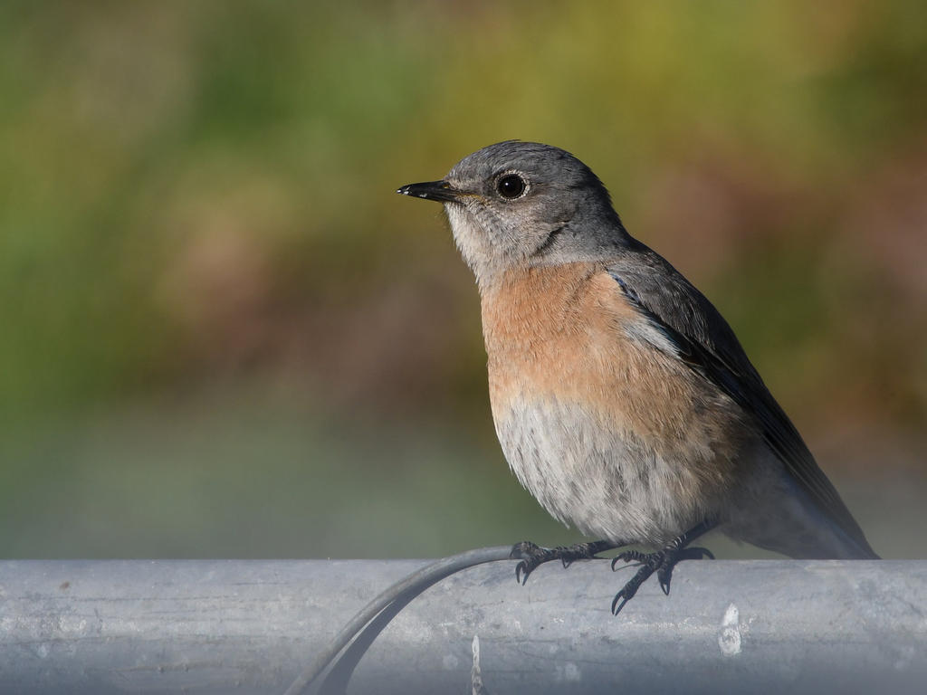 Bluebird.jpg
