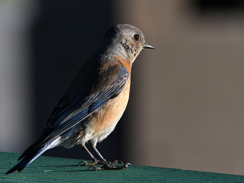 Bluebird.jpg