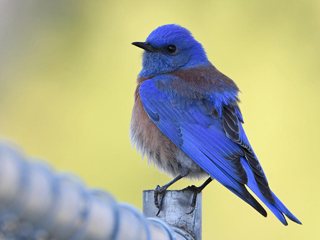 Bluebird.jpg