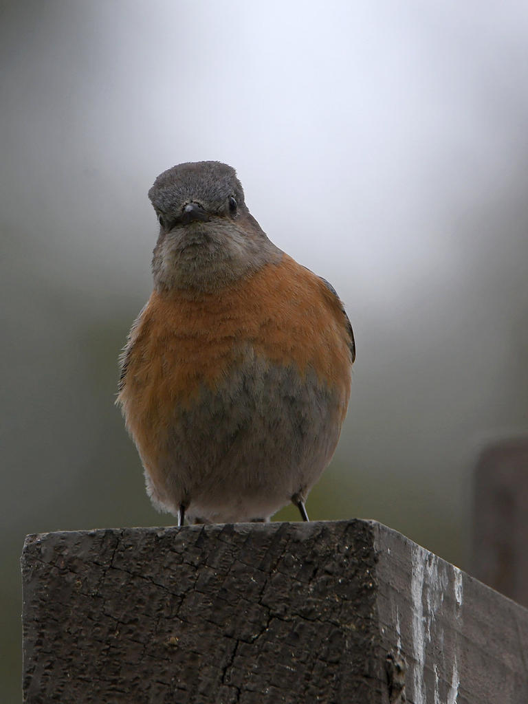 Bluebird.jpg