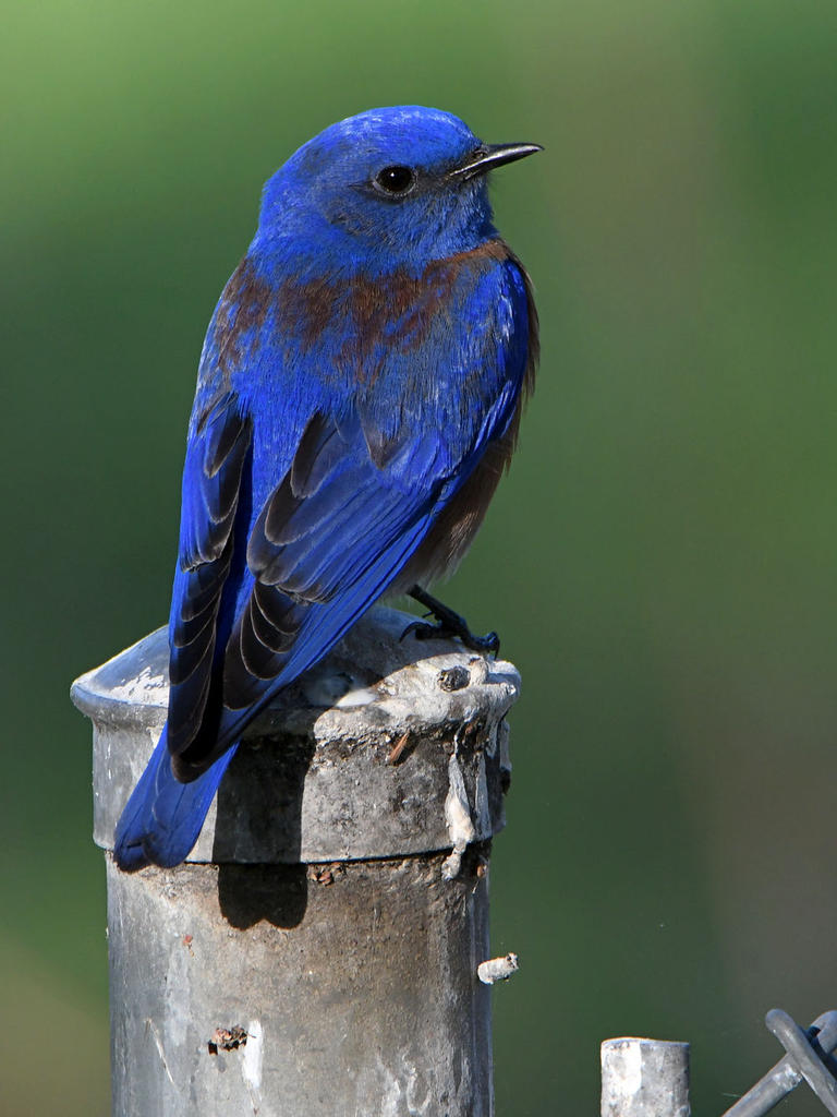 Bluebird.jpg