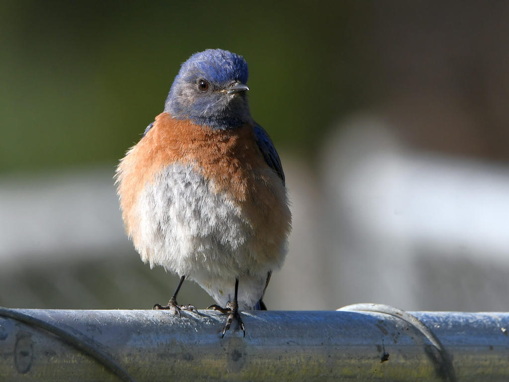 Bluebird.jpg