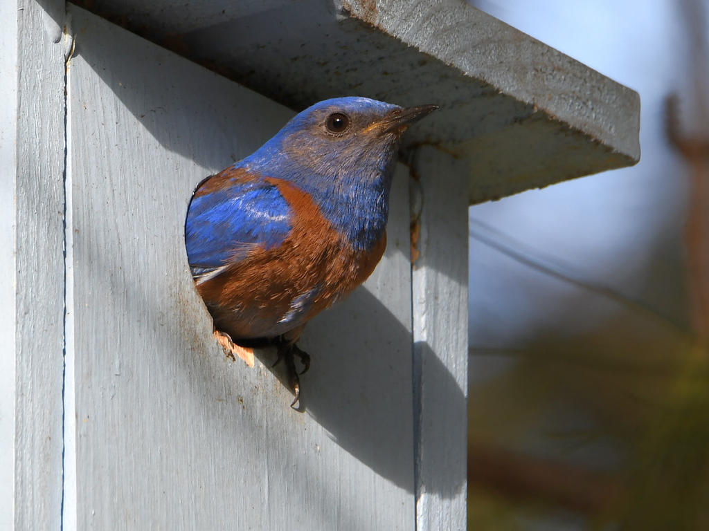 Bluebird.jpg