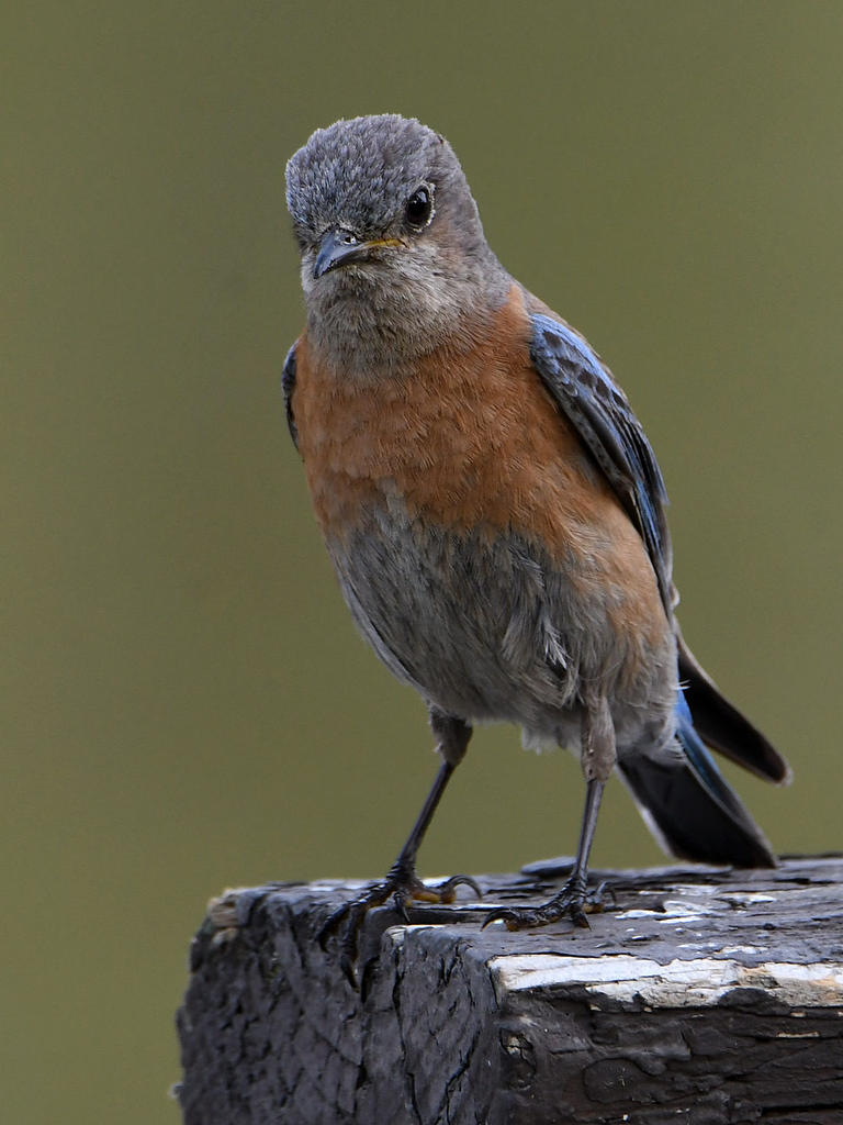 Bluebird.jpg