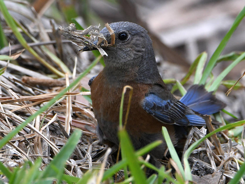 Bluebird.jpg