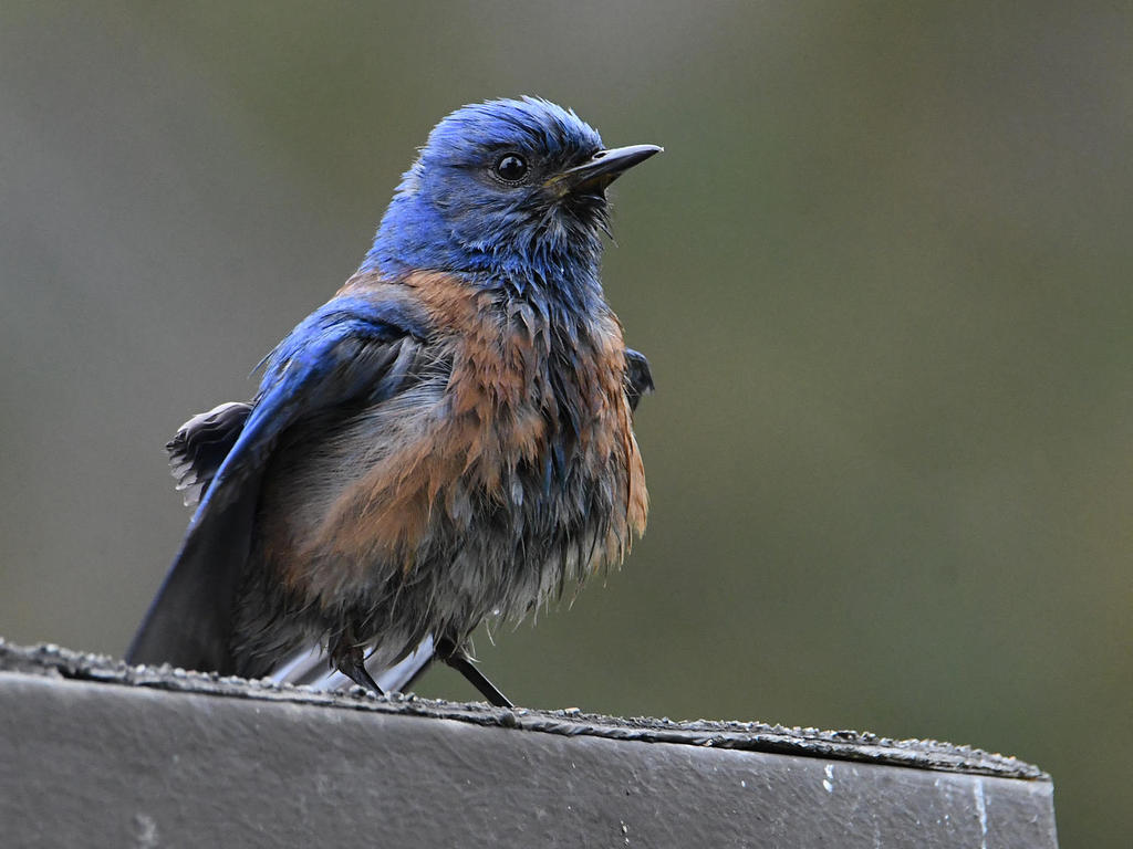 Bluebird.jpg